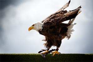 Aigle royal