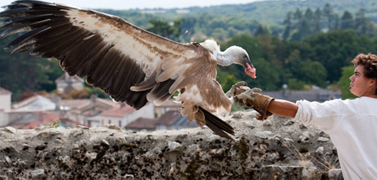 oiseaux du château des Aigles